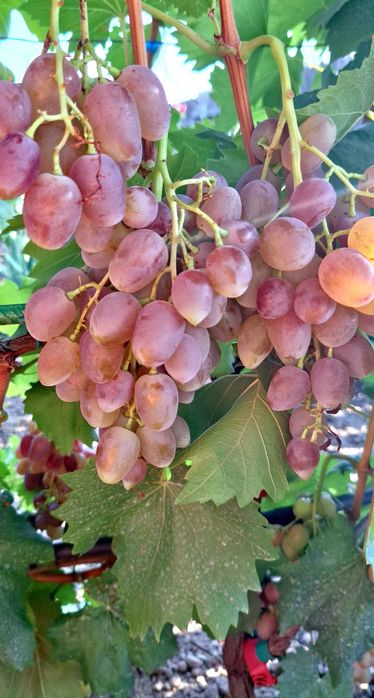 Vîtă de vie, corzi altoi