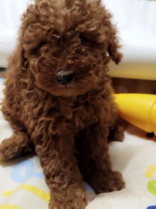 Той пудел родословен