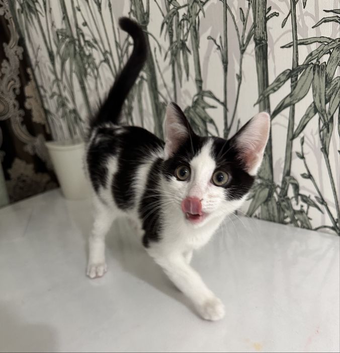 Пристраиваю котика 3 месяца