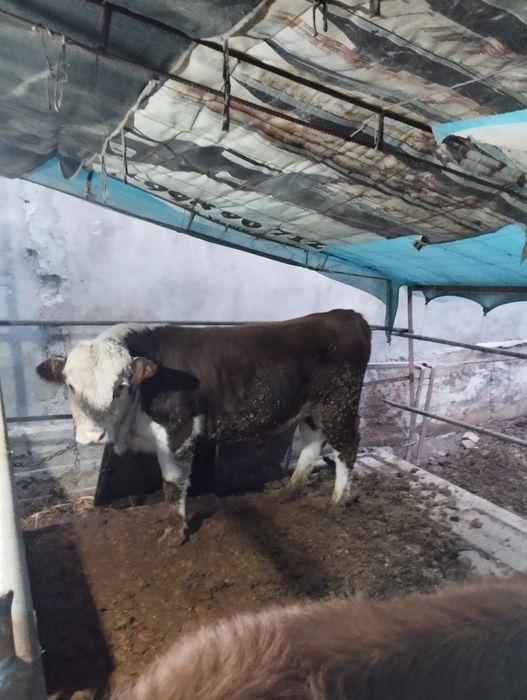 Грефорд бук,ача сотилади