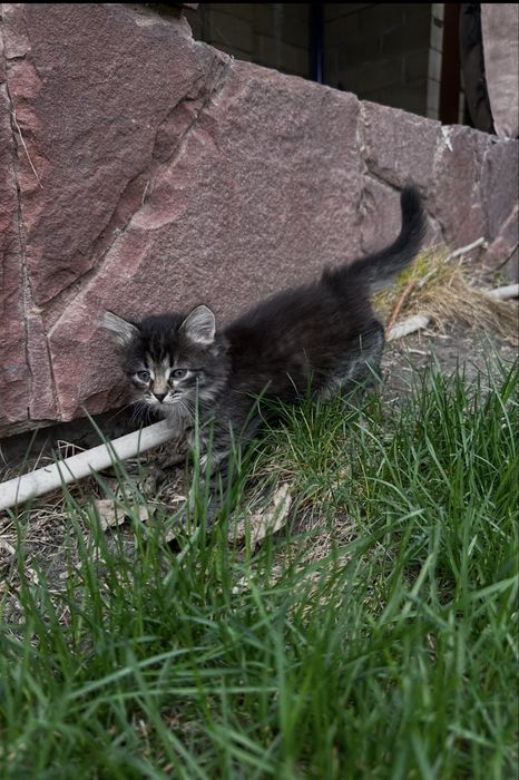 Котята ищут свой дом!