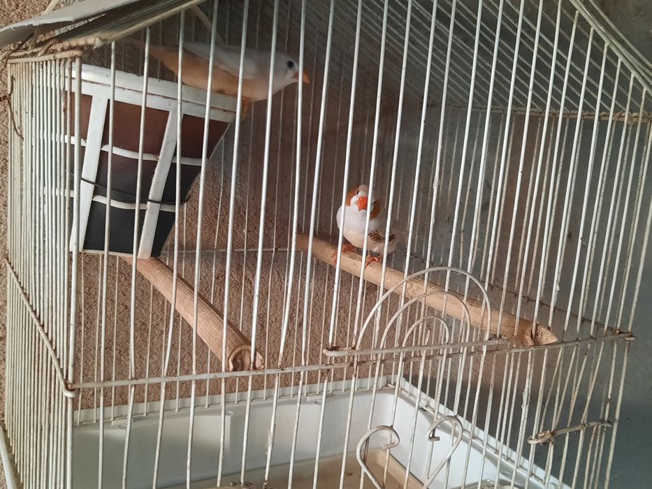 Diferite rase de Papagali