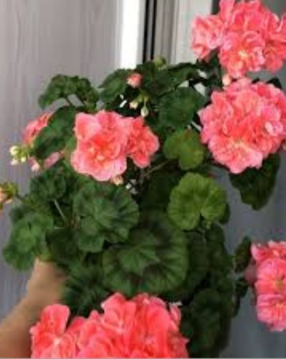 Цветы для офиса и дома.