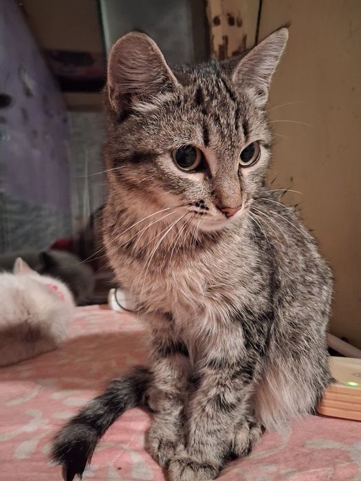 Крссивая малышка в поисках дома!!