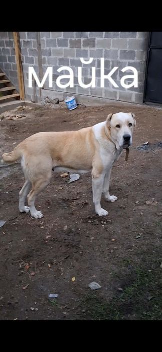 Средноазиатска овчарка