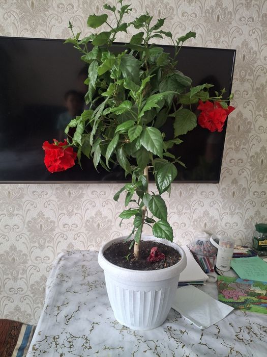 Продам домашнюю розу