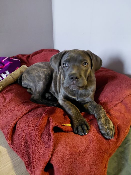 Продам щенка Коне Корсо