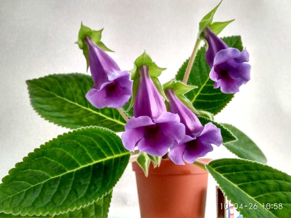 Зацвевшая Глоксиния пышным цветом. Комнатный цветок в горшке