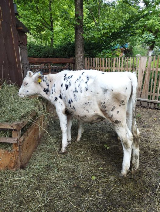 Vitea/juninca Holstein original