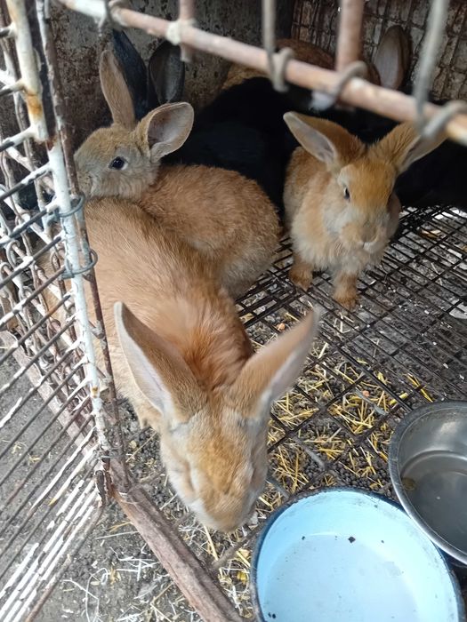 Зайци Белгийски великани