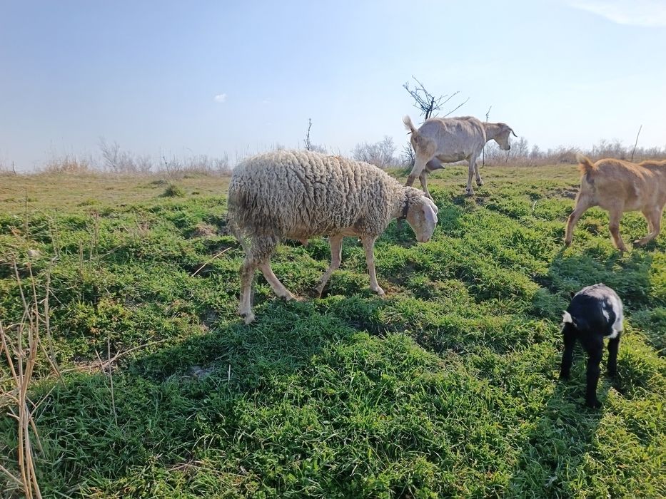 КОЧ Асаф 1.5 месеца за тамъзлък