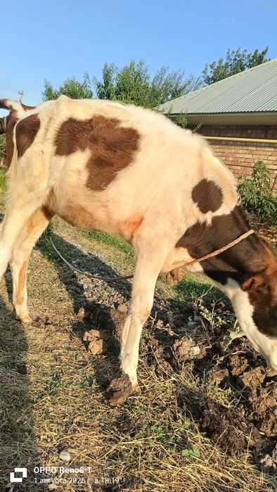 Бұзау сатылады 8 айлық саудасы бар