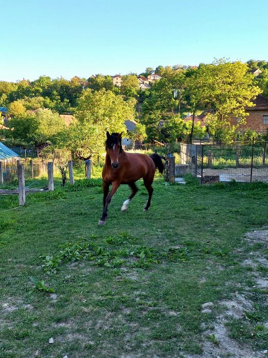 De vânzare iapă de 5 ani pentru echitație