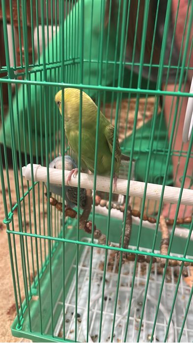 попугай волнистые мальчик и девочка с клеткой (2)