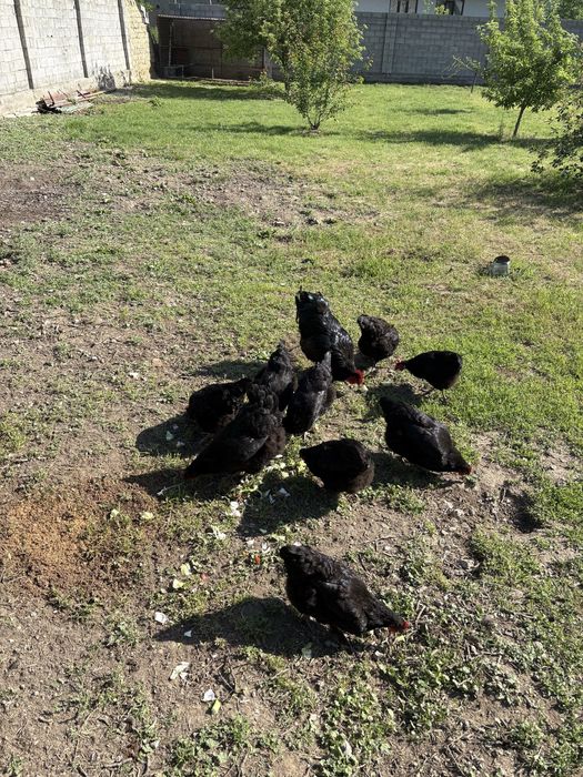 Джерски гигант куры