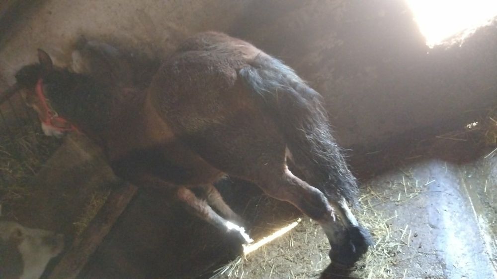 Iapa de vânzare  9 luni