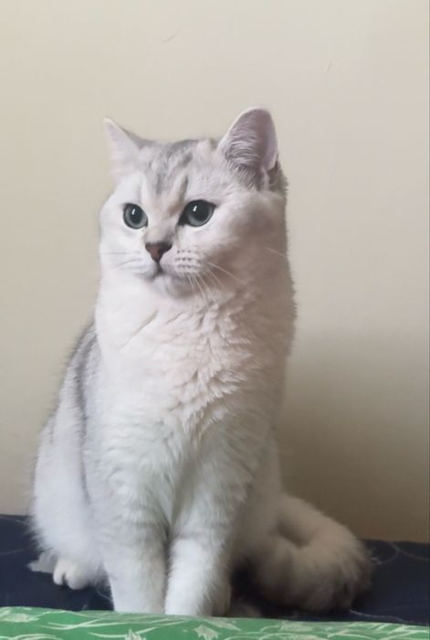 Красавец молодой котик приглашает на вязку