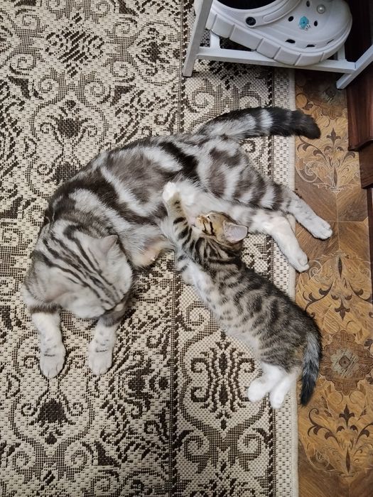 Котик, мраморный британец, 15000