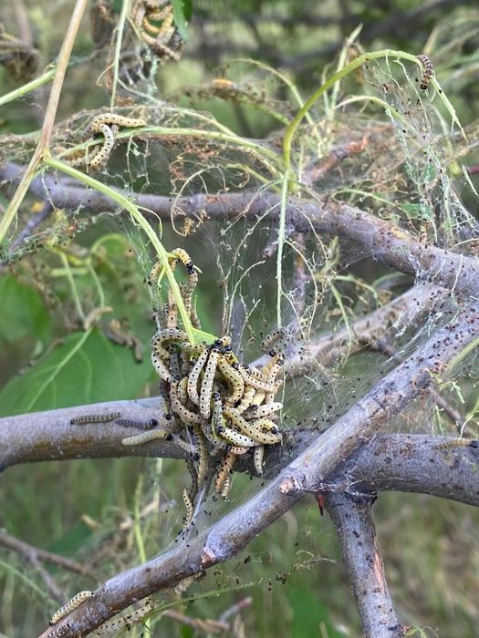 Обработка от вредителей и болезней