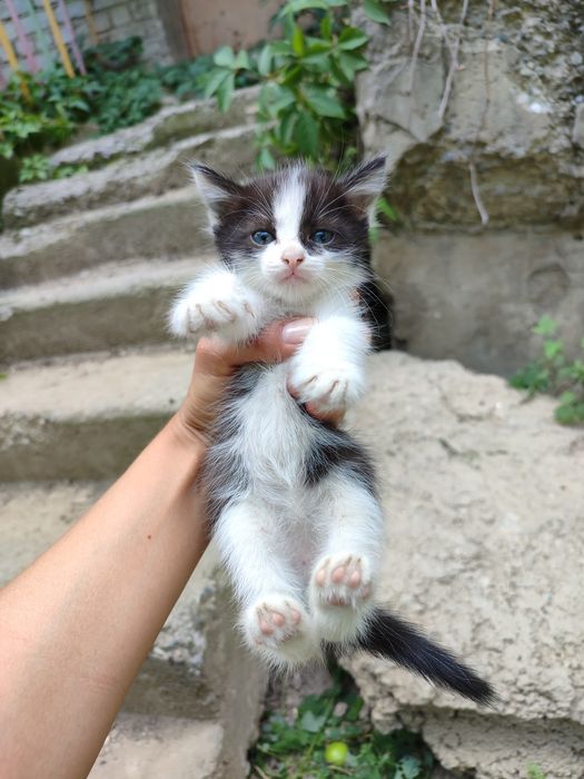 Отдам котят, возраст ~1,5 мес.