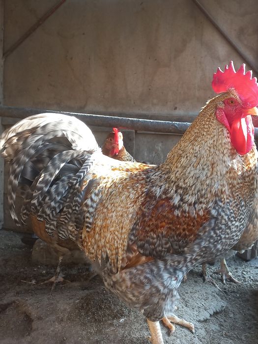 Bilfelder/Билфельдер/товук/tovuq