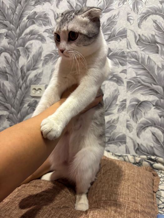 Отдам котят девочки остались