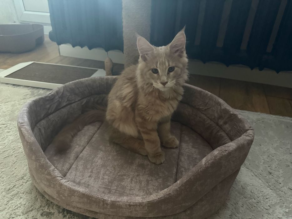 Продам котенка Мейн Кун 2.5 мес .