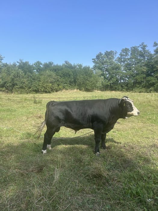 Taur de vanzare