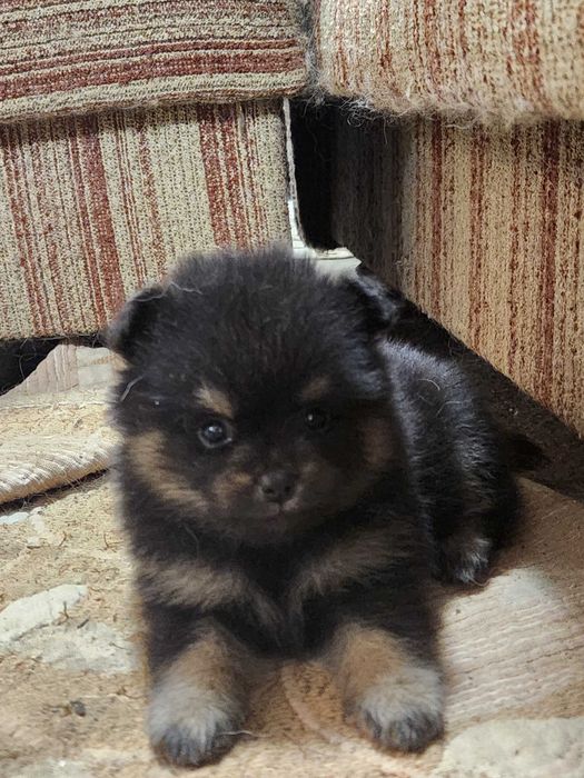 Померанчета, пухави топки