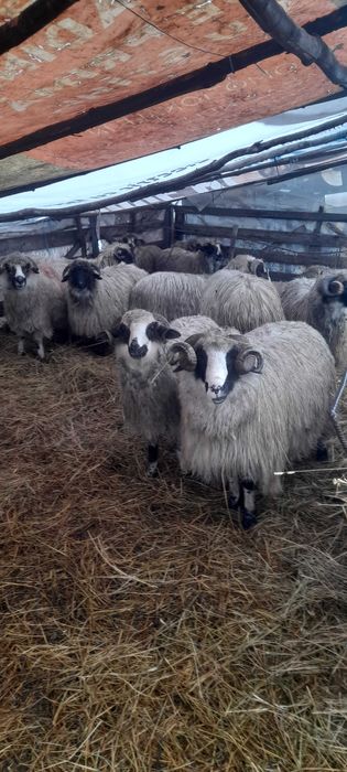 Oi si berbeci de vanzare!