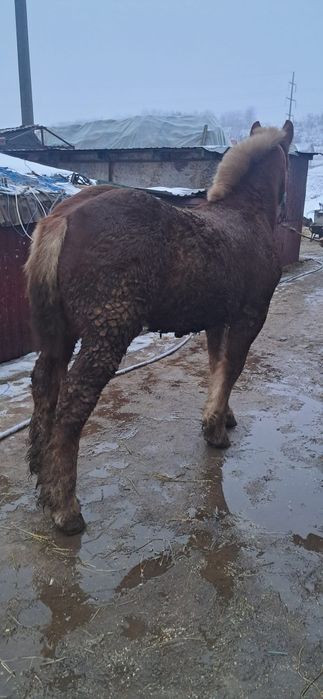 Vând manz semi greu