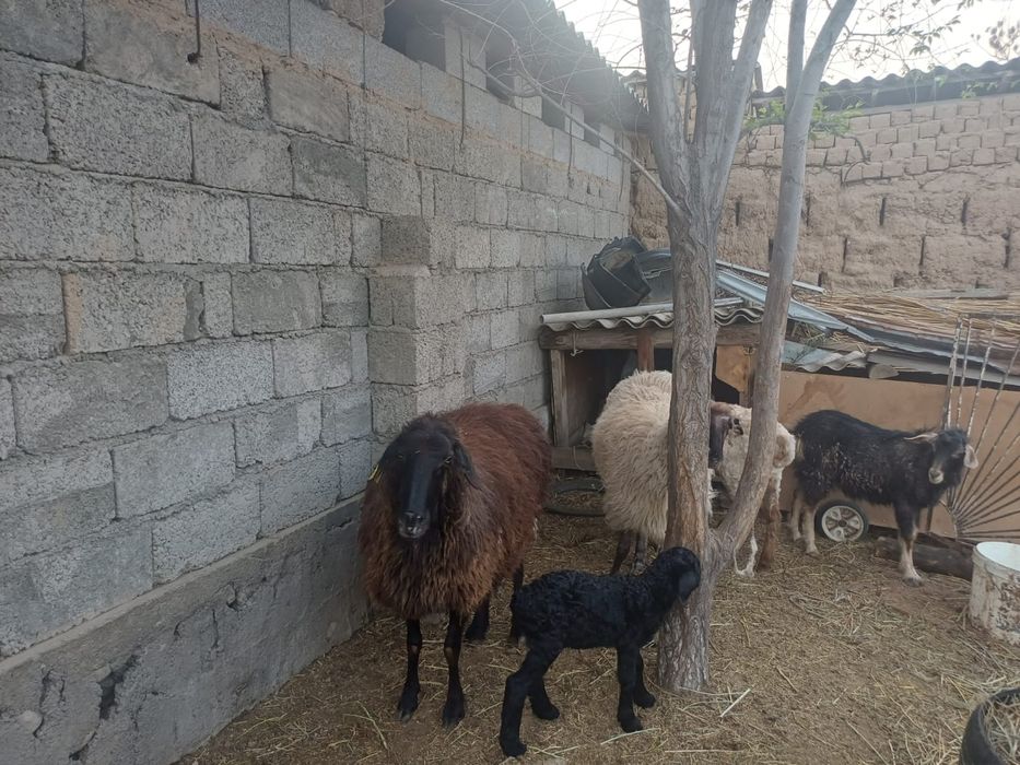 Қой-ешкі, теке, лақ сатылады