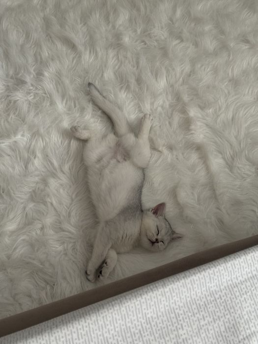 Котенок британская шиншилла