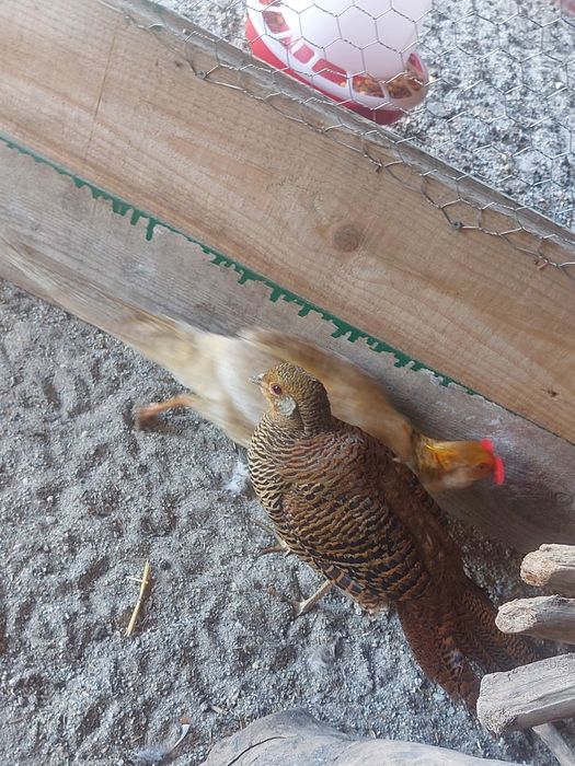 Păsări exotice la alegere