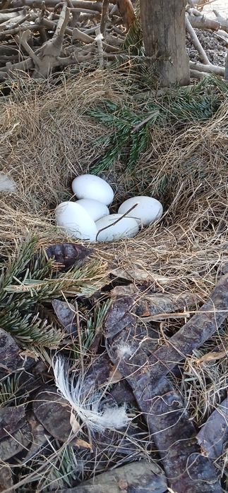 Vand oua de gasca pentru consum sau incubatie