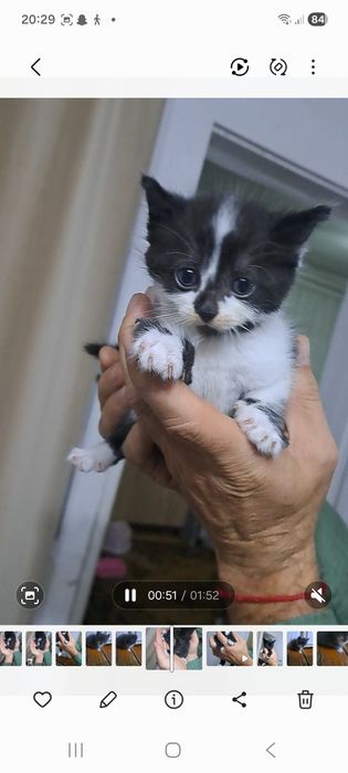 Котята отдам даром