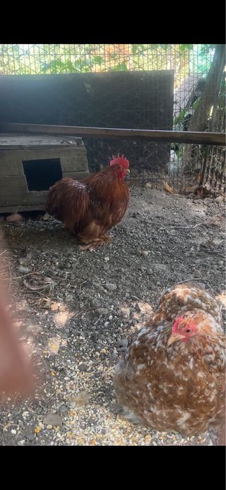 Продам пару карликовых кохинхинов