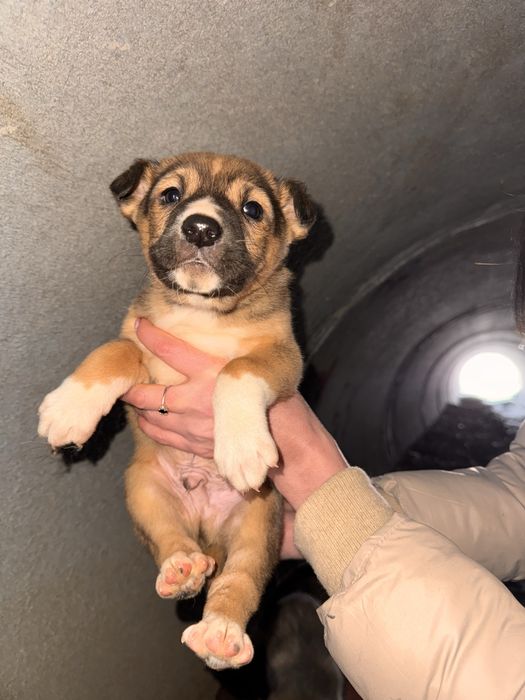 Щенок щенята ищут дом