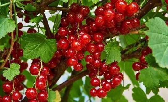 Butas (Răsad) de Strugurasi/ Coacăz roșu - Jonkheer van Tets Coacăze negru - Ben Nevis si Coacăze alb - White Pearl, pt plantat