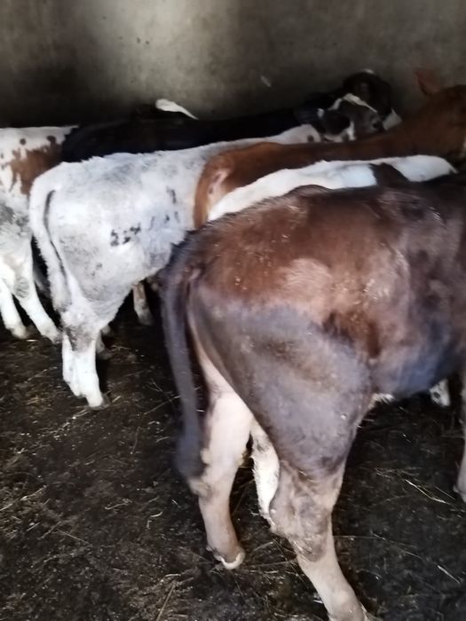 Vitei intarcati  belgieni