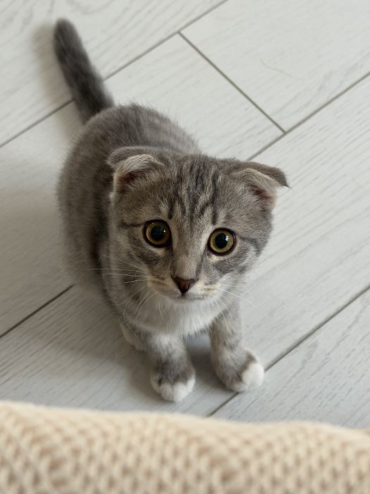 Вислоухий котенок