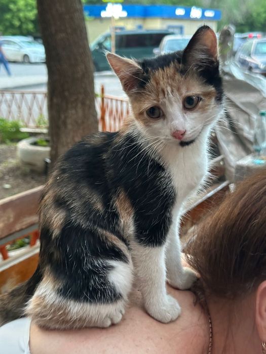 Котенок бесплатно