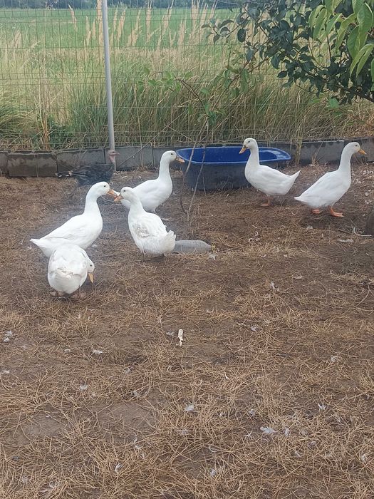 Cocoș/găini Australorp și rațe Pekin.