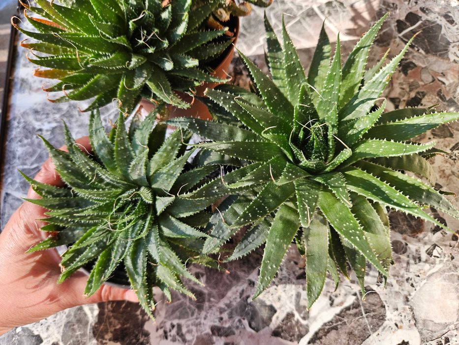 Алое Аристата / Aloe Aristata