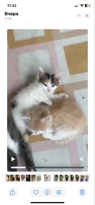 Милые котята ищут новый дом