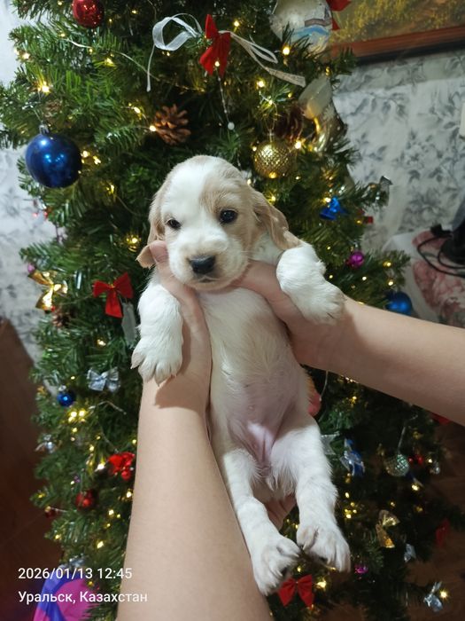 Продам щенков русского спаниеля