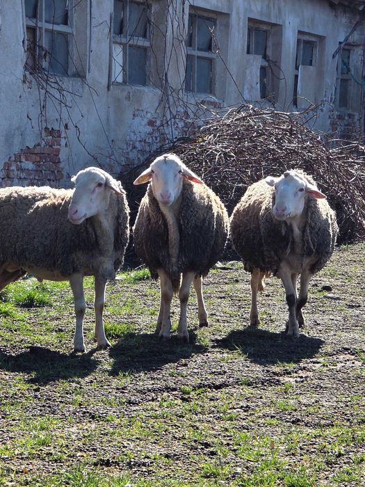 Продавам кочове Лакон