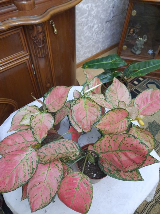 Продам цветы Аглаонемы