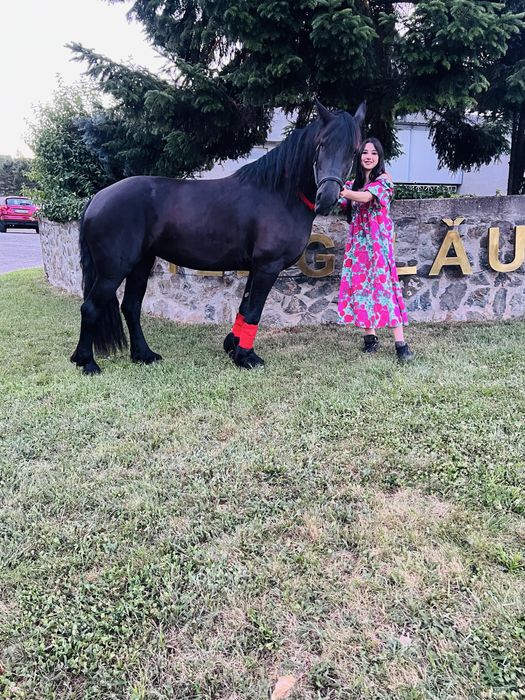 Vănd iapa frizian de 4 pe 5 ani