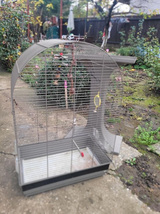 Colivie papagal imensa